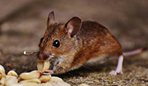 24 Hour & Emergency Exterminators in Medina, MN